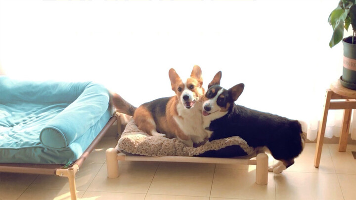 [Animals]Corgis frightened to see mom with a spatula during fighting