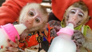 Wow so cute & most beautiful girls when tiny Toto & Yaya is drinking milk in the jungle