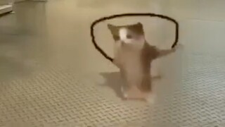 Jumping cat