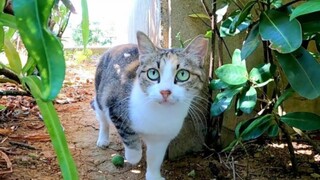 [Animals]A stray cat getting more friendly when I pet it