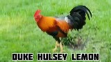 Duke Hulsey Lemon