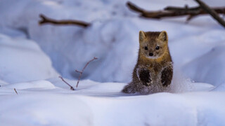 The cutest little cutie in Northeast China, who approves? Who objects?