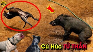 🔴Những Cuộc Đối Đầu Kịch Tính Và Đáng Xem Nhất Trong Thế Giới Động Vật