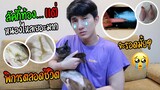 อัพเดตน้องแมว “ลัคกี้ท้องแล้ว” แต่หนองไหลเยอะมาก (ต้องพิการตลอดชีวิต) | Fararim Story