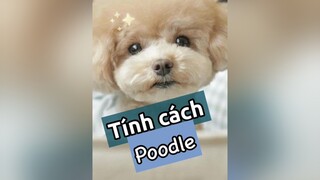 Tính cách chó Poodle nha! thucung chó_cưng chó nuoidaythucung kcbweb pet poodle