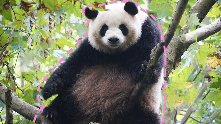 Apa tak pernah melihat panda gendut manjat pohon? Kakak berisi sekali.