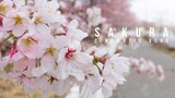 SAKURA | CINEMATIC VLOG 4K (SHOT ON IPHONE) Utsunomiya City