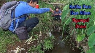 Asyiknya Mancing Ikan Melem Di Selokan Sawah