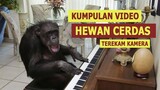 Video kompilasi hewan cerdas - Clever animal compilation - Smart animal compilation
