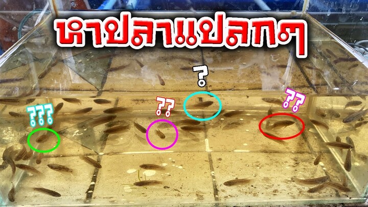 หาปลากัดแปลกๆแยกขุนใส่ถังน้ำ5ลิตรสไตล์korattv