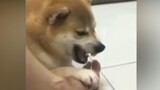 Dog: I Wanna Bite It So Bad, It'll Be Spectacular!