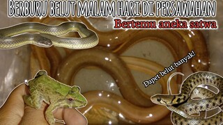 Berburu belut di persawahan malam hari dan bertemu aneka sarwa