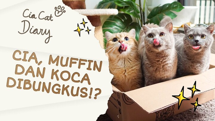 KUCINGKU TELU! Tiga Kucing Lucu di Masukin Kardus. Ini Kucing atau Anak Burung? - Cia Cat Diary