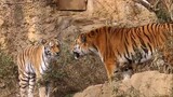 ขั้นตอนมีลูกของเสือโคร่งไซบีเรียอายุสองปีกับแม่เสืออายุ 12 ปี