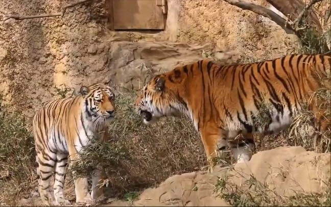 2岁东北虎和12岁母虎制作虎崽过程，体型差距好大！