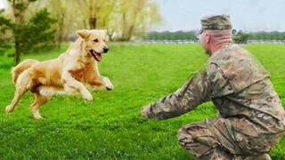 Most Emotional Dogs Reunions with Their Owners That Will Warm Your Heart ❤️