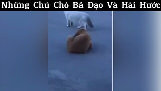 Chết cười với những chú chó bá đạo😆