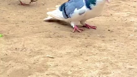 Pigeons, have you ever seen a pigeon that can do a backflip?