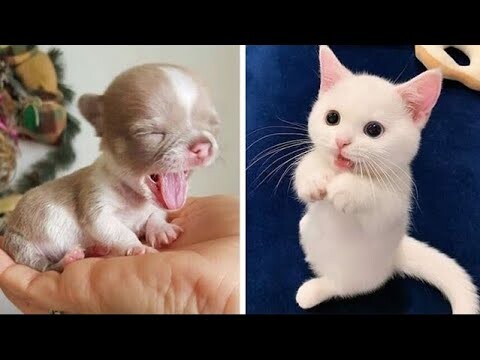 Baby Animals - Cute Animals Funny Videos Compilations #3 - Cute VN -  Bilibili