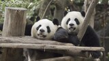 [Animals]Funny and cute moments of panda Ji Xiao and Cheng Da
