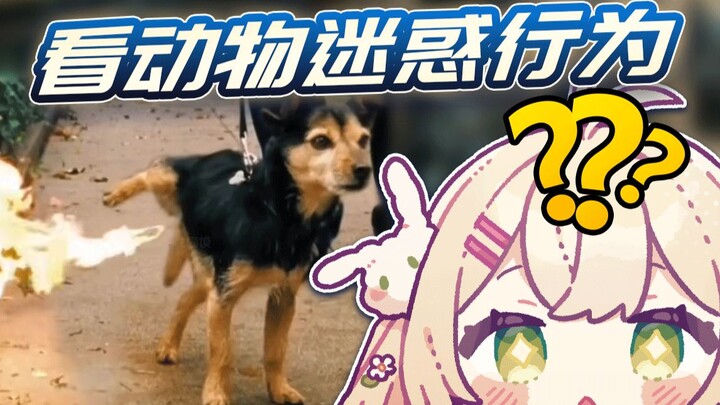 日本兔兔看《动物迷惑行为大赏》小朋友你是否有很多❓【羽咲rabi】