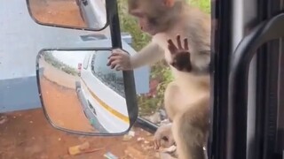 Baby Monkey Is Hungry