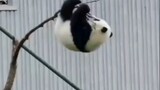 What happens when panda try to defy the law of physics?