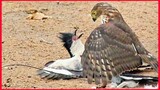 Hawk Tries To Kill Cuckoo Bird.