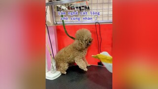 Làm nghề cắt lông chó cũng nhàn!!!TikTokDieuKy spadog chó chó_cưng chócute