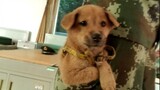 [Động vật]Khoảnh khắc hài hước của những chú chó quân đội
