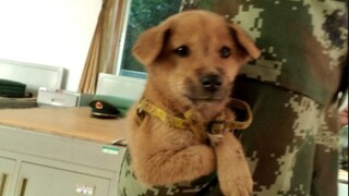 [Hewan] Momen lucu anjing militer