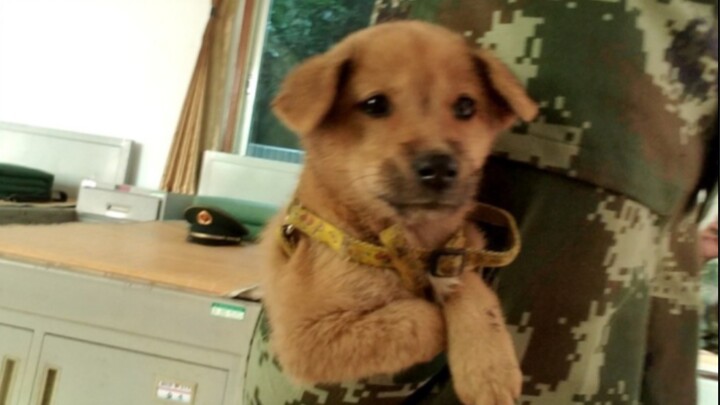 [Động vật]Khoảnh khắc hài hước của những chú chó quân đội