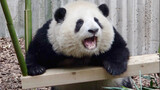 [Panda] มาดูความน่ารักของคู่หูแพนด้าเล่นชิงช้ากัน