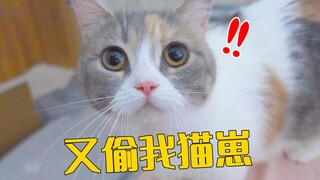 母猫一大早把主人叫醒，居然是想让她帮忙带孩子？