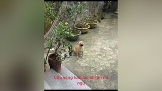 Cậu vàng đã lớn, sen được nhờ rồi ❤️❤️❤️ chó chó_cưng chócute chócon chókhôn chómèo chómèohàihước chó_ngáo cún cúncon cúncưng cúnyêu cúnconđángyêu cúncung