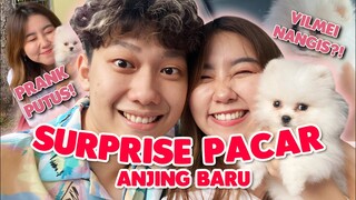 PRANK VILMEI MAU PUTUS SURPRISE KASIH ANAK ANJING!! LANGSUNG NANGIS TERHARU!!