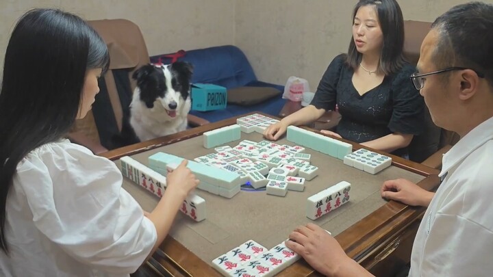 Anjing itu menjadi gila bermain mahjong