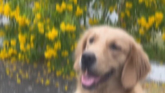 🐶