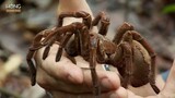Nhện khổng lồ Tarantula - Sát thủ Lông lá khiến Rắn Độc cũng phải khiếp sợ | Hóng Khám Phá