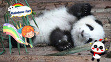 [Panda Hehua] Finally I turned over...