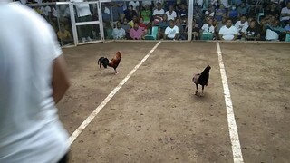 Dumaguete fiesta derby 5stag/cock.final 3rd fight win.BANILAD FARM