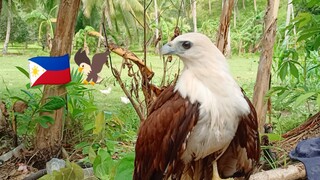 Brahminy kite