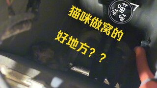 猫妈妈：我那么大个崽呢？？