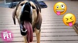 Pets with Resting Derp Face 🤪 | Funny Animal Compilation