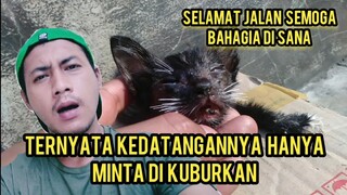 Astagfirullah Anak Kucing Ini Ada Bekas Penyiksaan Sampai Kumisnya pun Di Potong Ini Penjelasannya.!