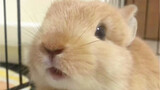 Bạn đã bao giờ nhìn thấy một chú thỏ hắt hơi chưa?