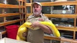 A clingy golden python