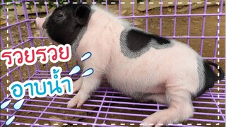 พาน้องรวยไปอาบน้ำจะซุกซนแค่ไหนไปชมกันครับ/Miniature pig/ Pot bellied pig