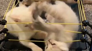 Para kucing ketika menjadi atlet WWE 🤣