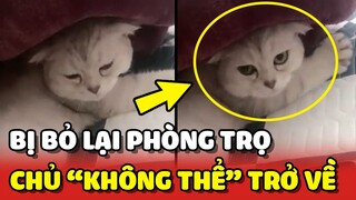 Xót xa với bé mèo bị BỎ LẠI phòng trọ vì chủ KHÔNG THỂ VỀ 😢 | Yêu Lu